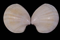 藏品(滿月鏡文蛤)的圖片